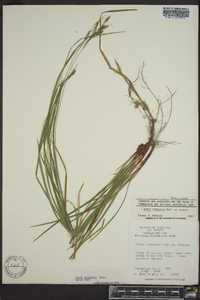 Carex virescens image