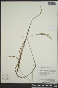 Carex virescens image