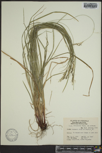 Carex virescens image