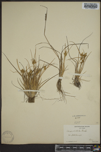 Carex viridula image