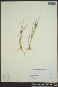 Carex viridula image