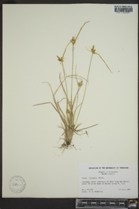 Carex viridula image