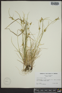 Carex viridula image