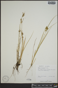 Carex viridula image