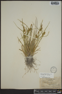 Carex viridula image