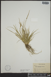 Carex viridula image