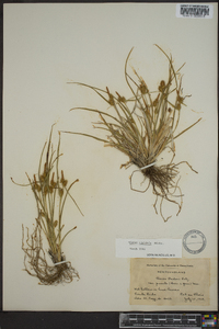 Carex viridula image