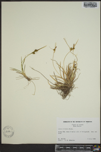 Carex viridula image