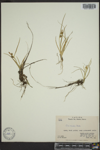 Carex viridula image