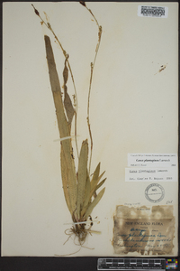 Carex plantaginea image