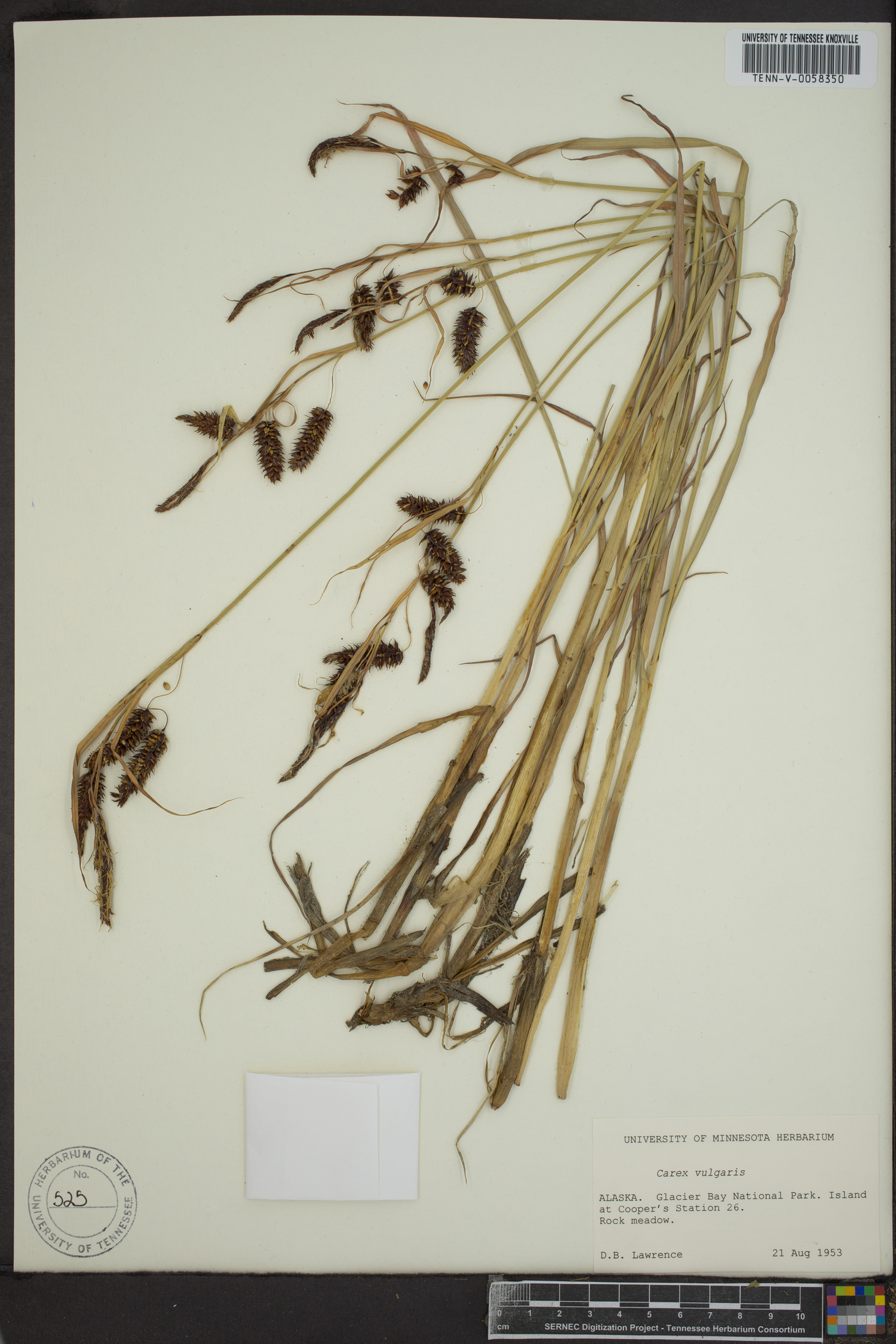 Carex vulgaris image
