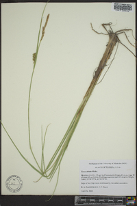 Carex walteriana image