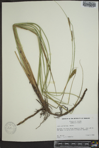 Carex walteriana image