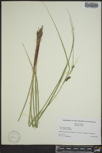 Carex walteriana image