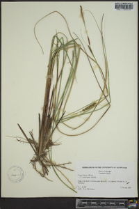 Carex walteriana image