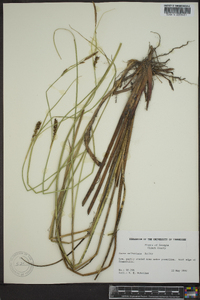 Carex walteriana image