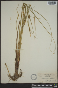 Carex walteriana image