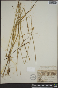 Carex walteriana image