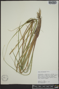 Carex walteriana image