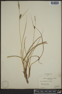 Carex walteriana image