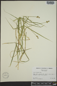 Carex wiegandii image