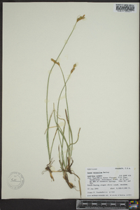 Carex xerantica image