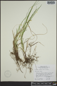 Carex woodii image