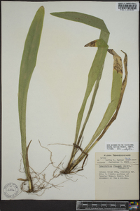 Carex fraseriana image