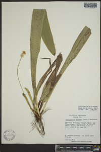 Carex fraseriana image