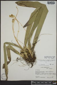 Carex fraseriana image