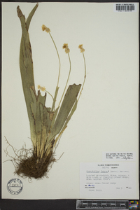 Carex fraseriana image