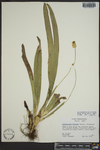 Carex fraseriana image