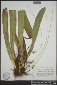 Carex fraseriana image