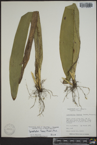 Carex fraseriana image