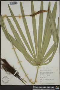 Rhapidophyllum hystrix image