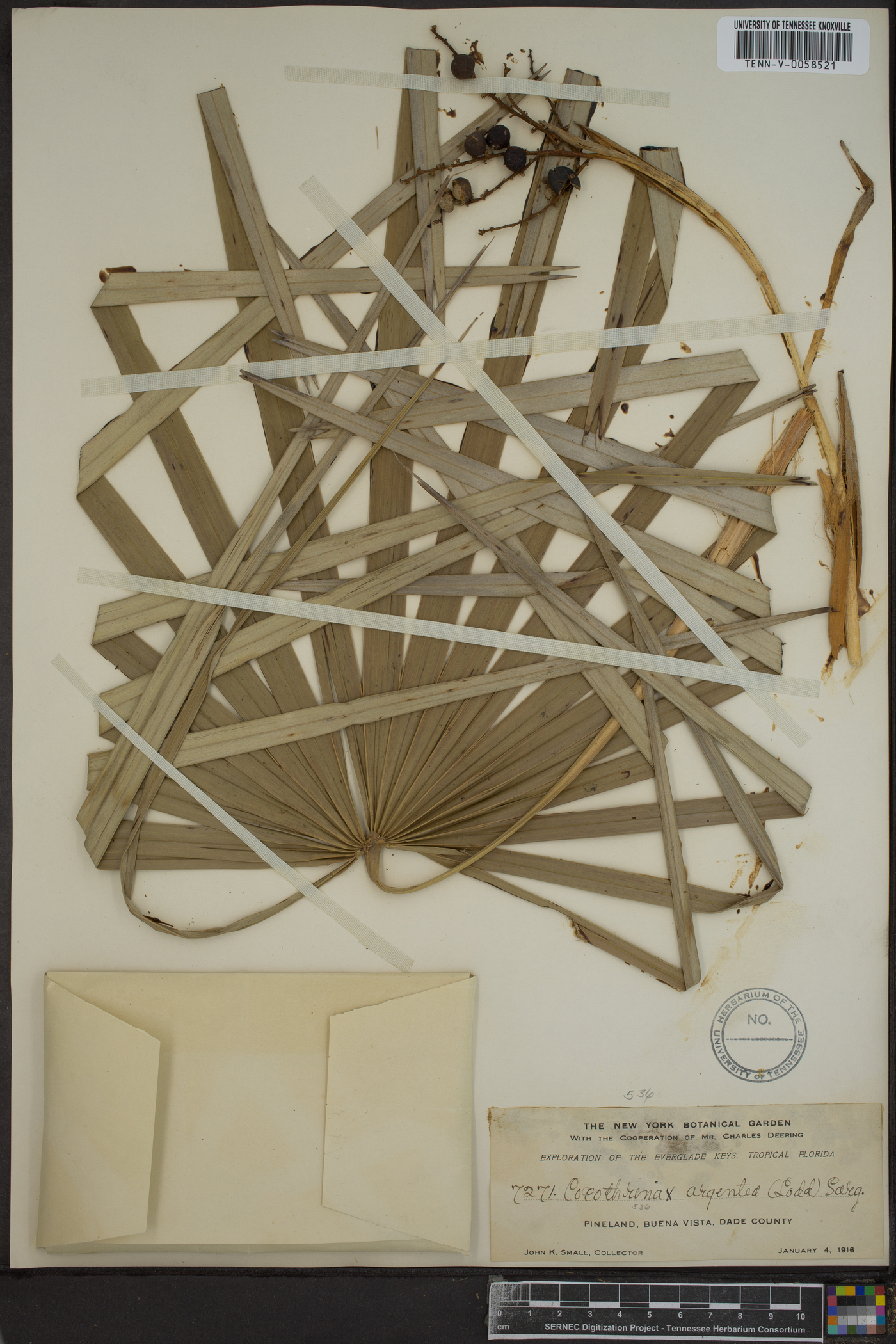 Coccothrinax argentea image