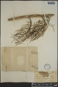Thrinax keyensis image