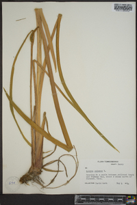 Acorus calamus image