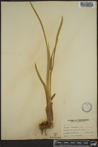 Acorus calamus image