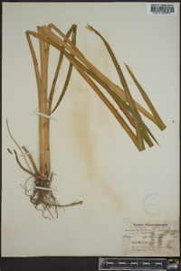 Acorus calamus image