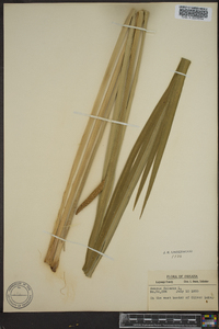 Acorus calamus image