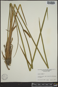 Acorus calamus image