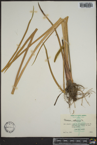 Acorus calamus image