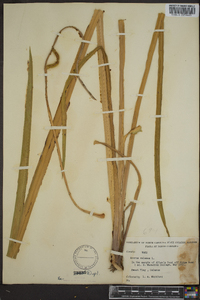 Acorus calamus image