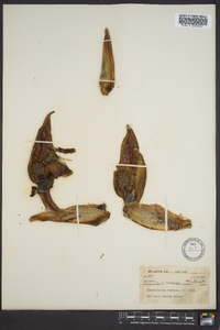 Symplocarpus foetidus image