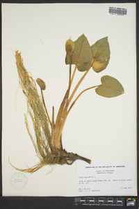 Calla palustris image