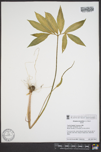 Arisaema dracontium image