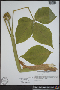 Arisaema triphyllum subsp. triphyllum image