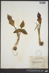 Arisaema atrorubens image