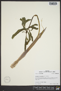 Arisaema dracontium image